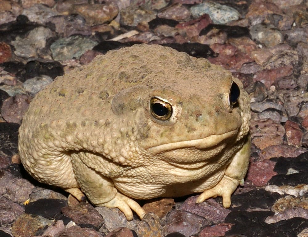 Texas Toad