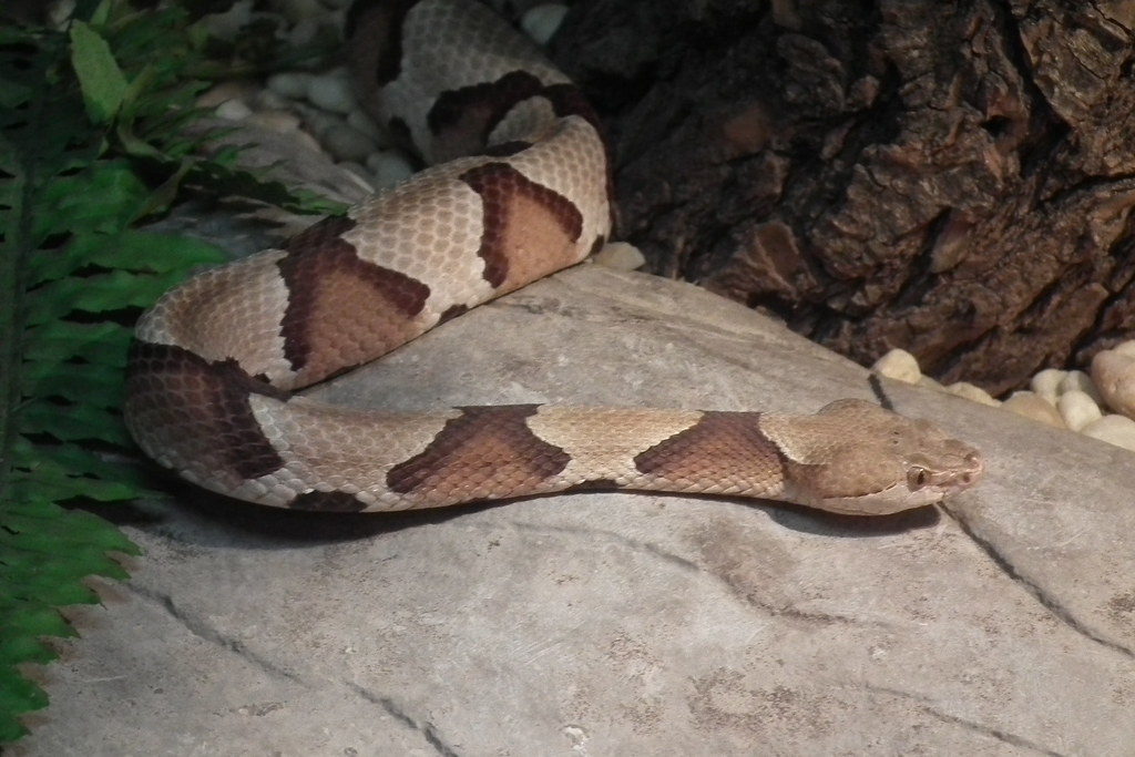 The Broad-banded Copperhead - Types of Snakes in Kansas