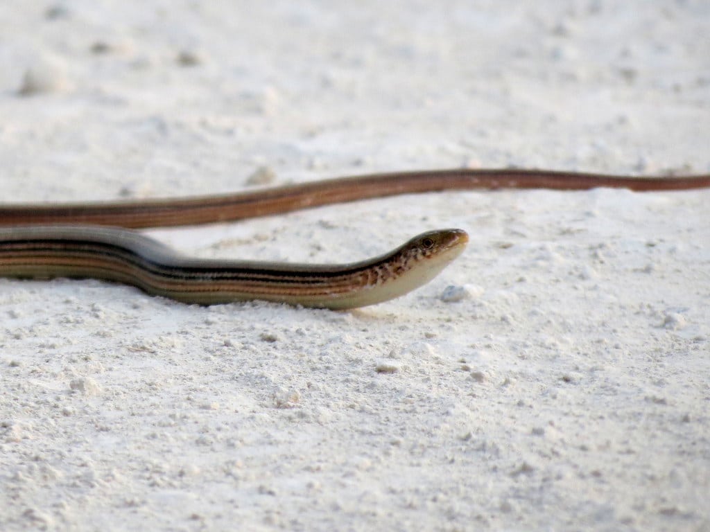 The Glass Lizard