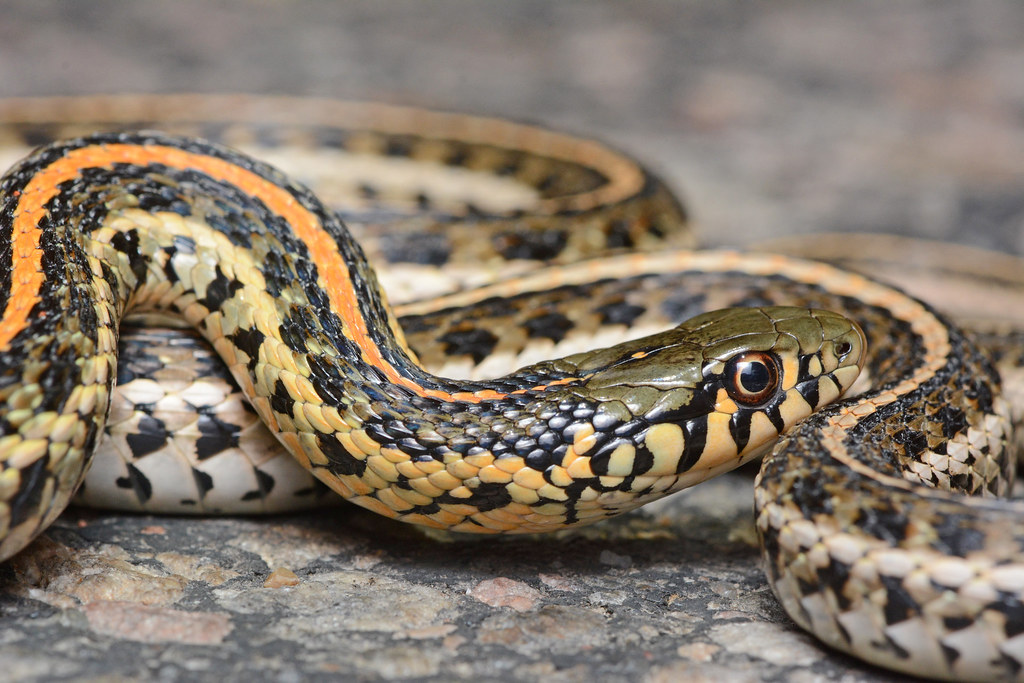 The Plains Gartersnake - Types of Snakes in Kansas
