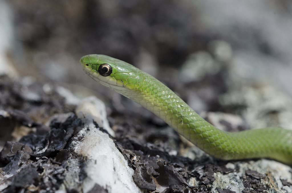 The Smooth Green Snake 