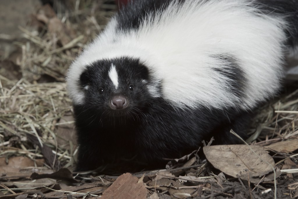 The Striped Skunk