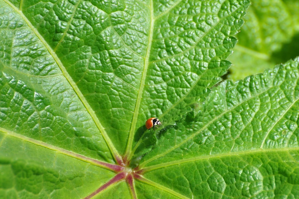 Three Banded ladybugs 