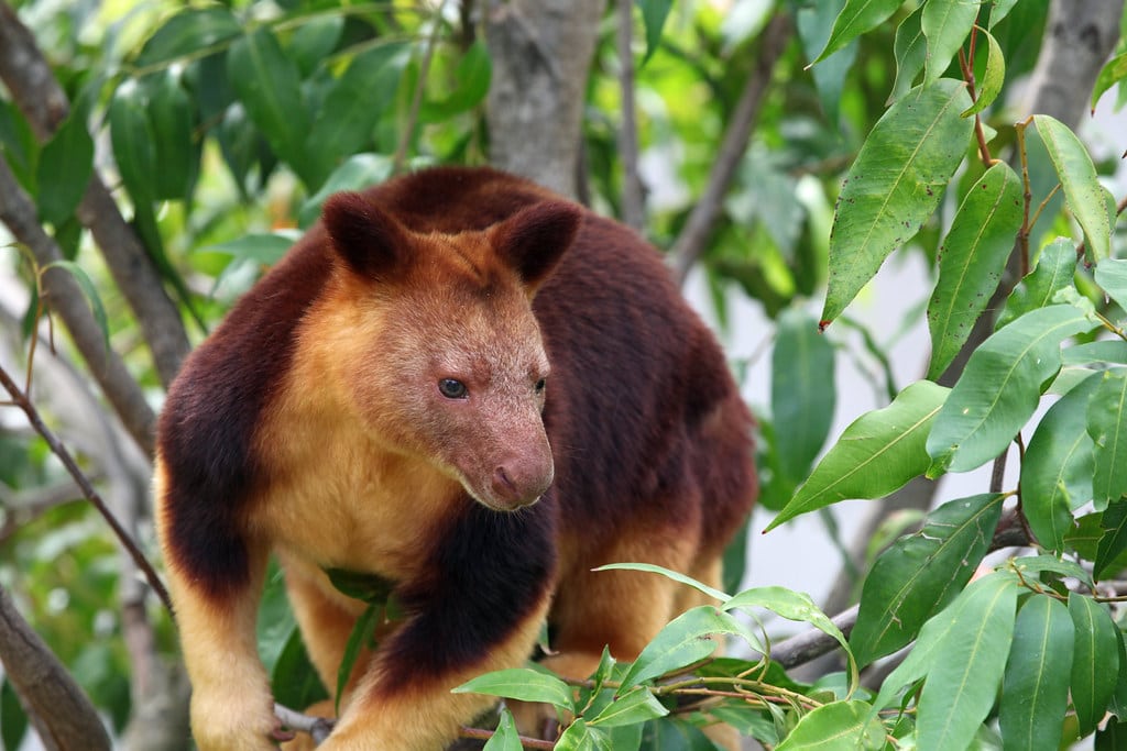 Tree Kangaroo - Animals With Big Tails 