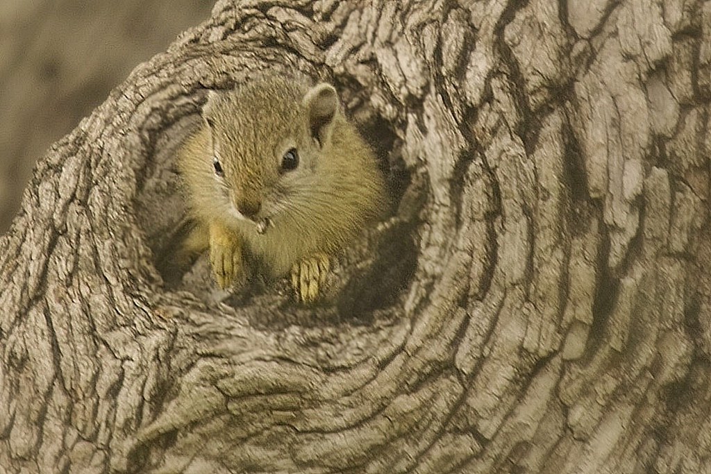 Tufted Ground Squirrel