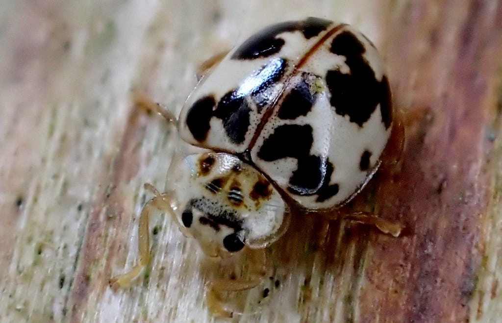 Twenty Spotted ladybug