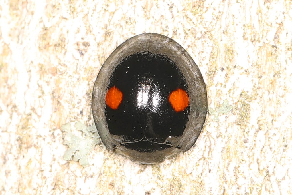 Twice-stabbed Lady Beetle - Types of Beetles in Pennsylvania