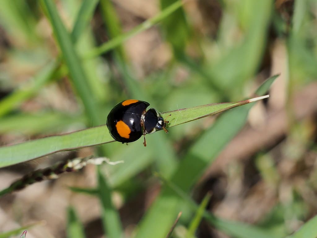Two Spotted ladybug