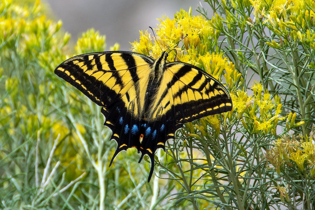 Two-Tailed Swallowtail