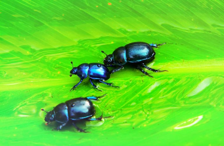 26 Popular Types of Beetles in North America