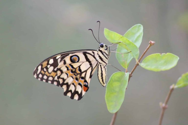 25 Different Types of Butterflies in Arizona