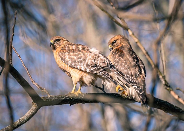 10 Different Types of Hawks in Australia