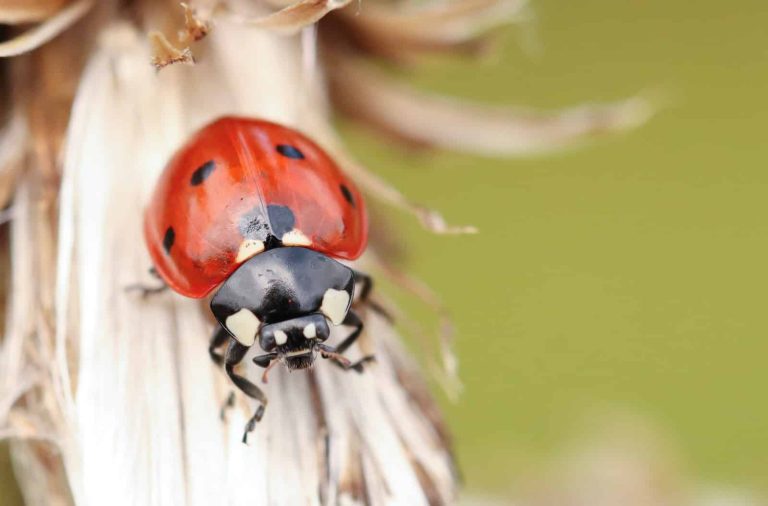 18 Different Types of Ladybugs in New York