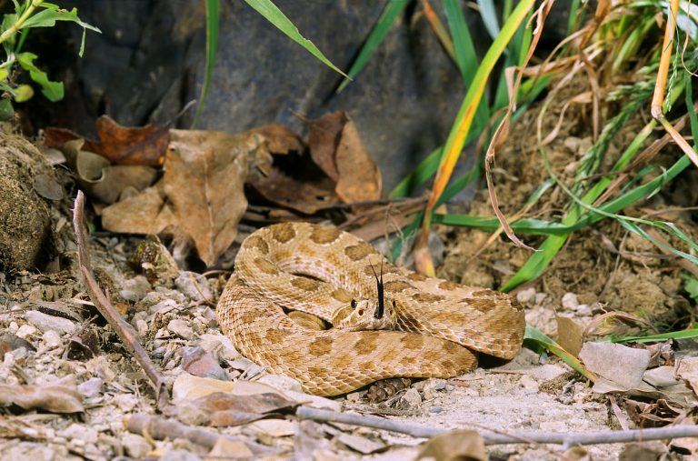 5 Rattlesnake Species in Oklahoma: Complete Identification & Safety Guide 2025