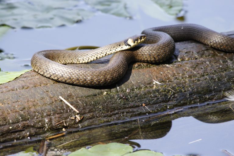 14 Popular Types of Snakes in Colorado