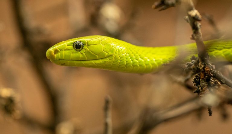 29 Different Types of Snakes in Indiana