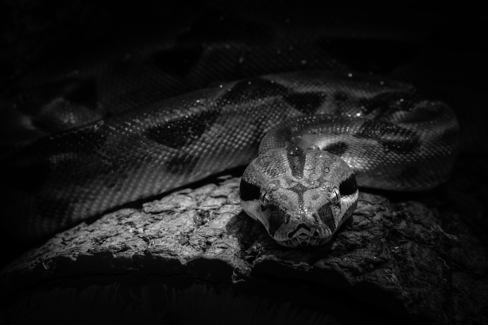 Types of Snakes in Kansas