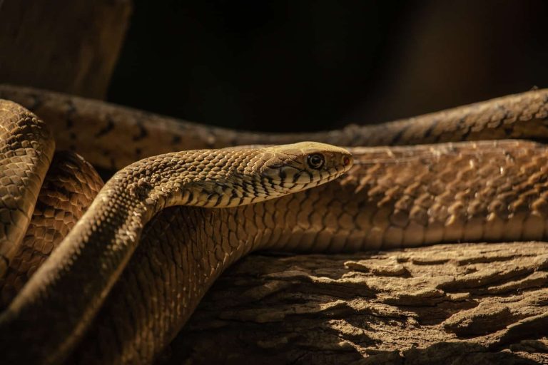 24 Different Types of Snakes in Maryland