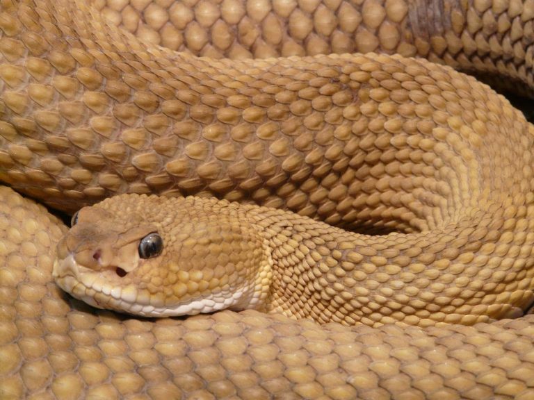 17 Different Types of Snakes in Minnesota