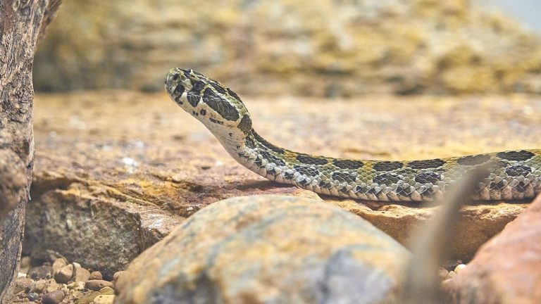 6 Different Types of Snakes in the UK