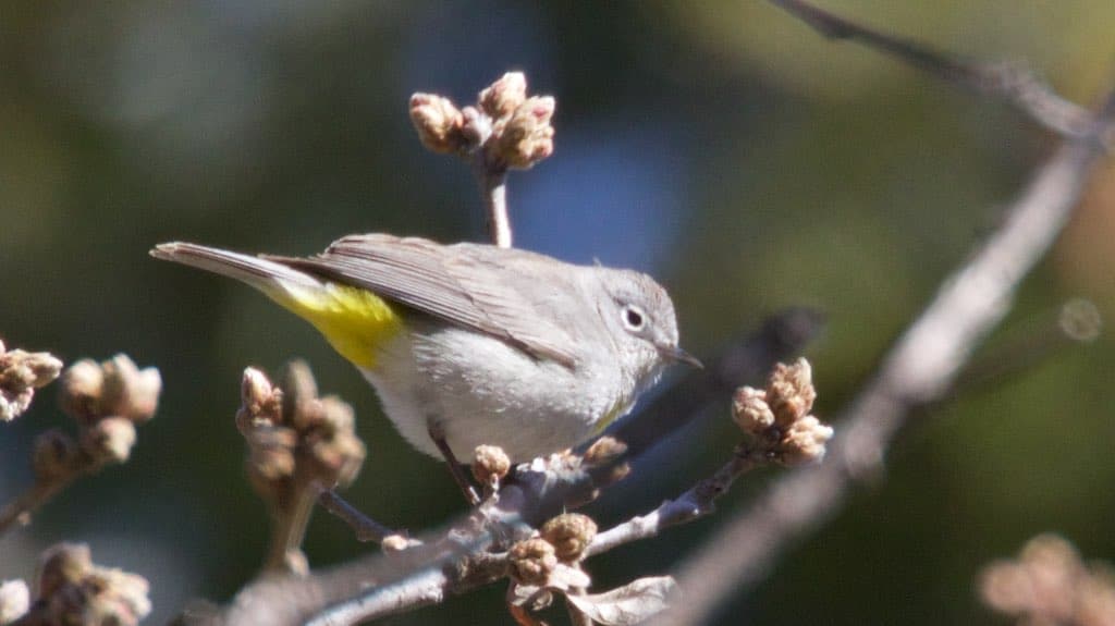 Virginia Warbler