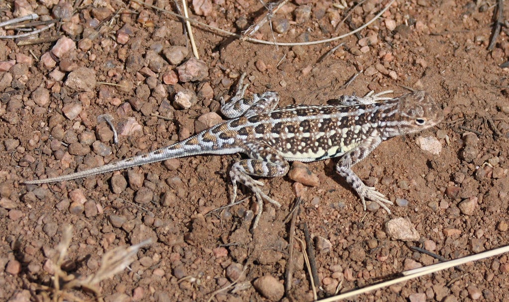 Western Earless Lizard