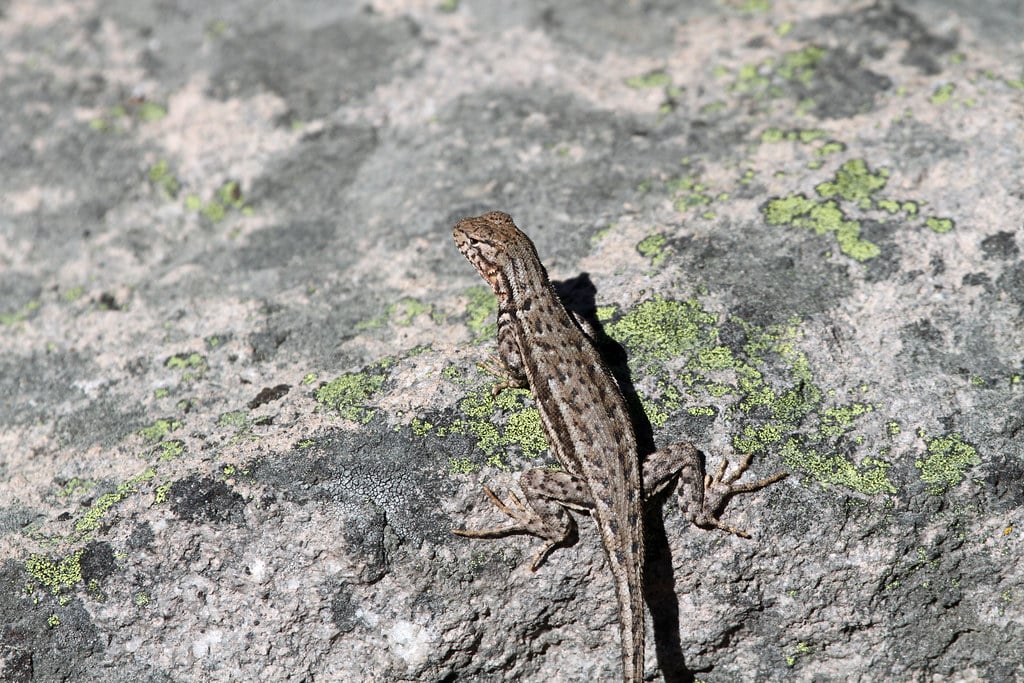 Western Fence Lizard 