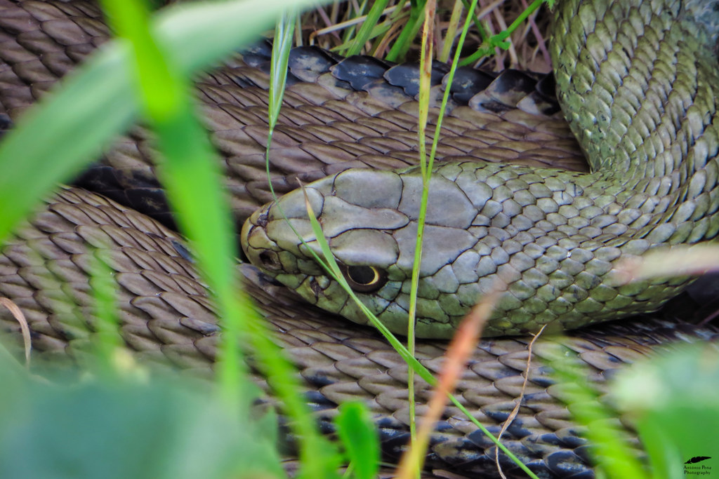 Western Montpellier Snake