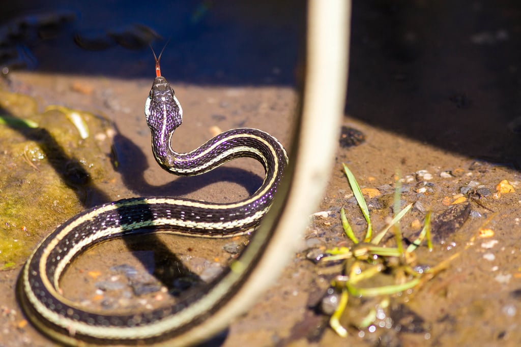 Western Ribbon Snake 