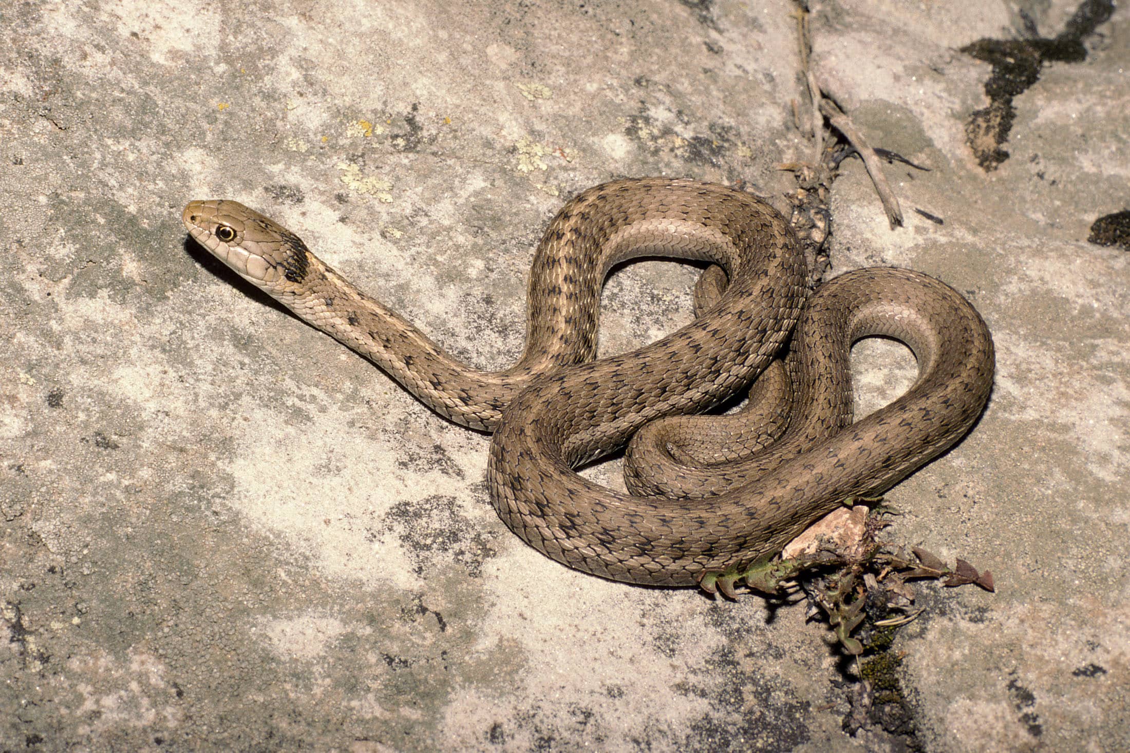 Western Terrestrial Garter Snake - Types of Snakes in Wyoming 
