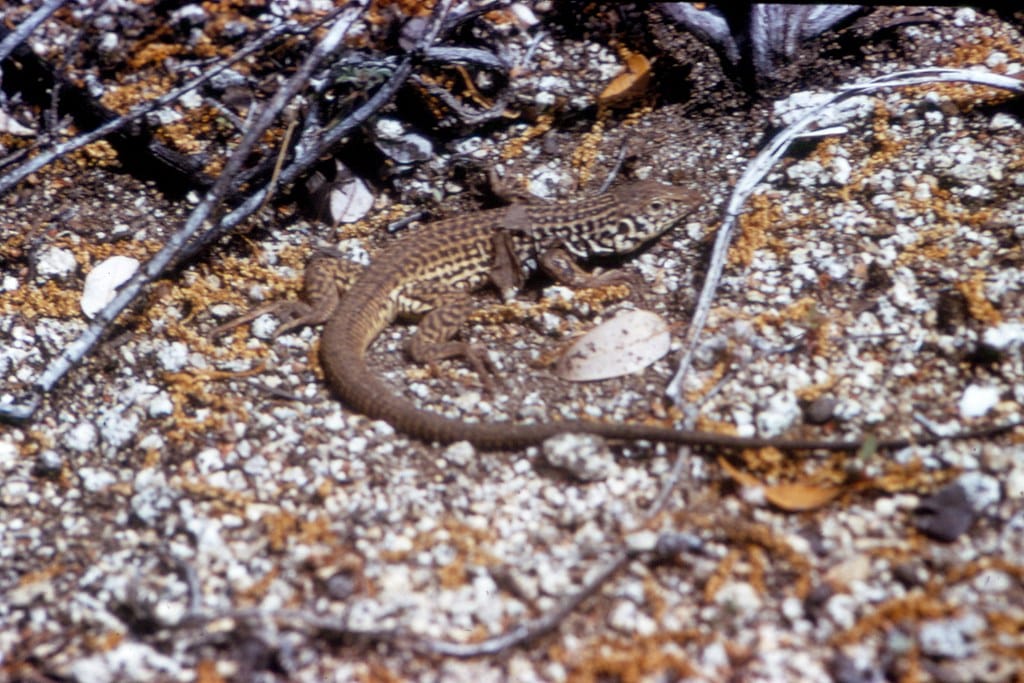 Western Whiptail Lizard
