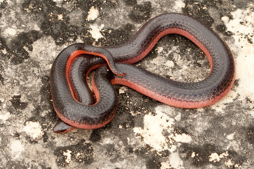 Western Worm Snake 