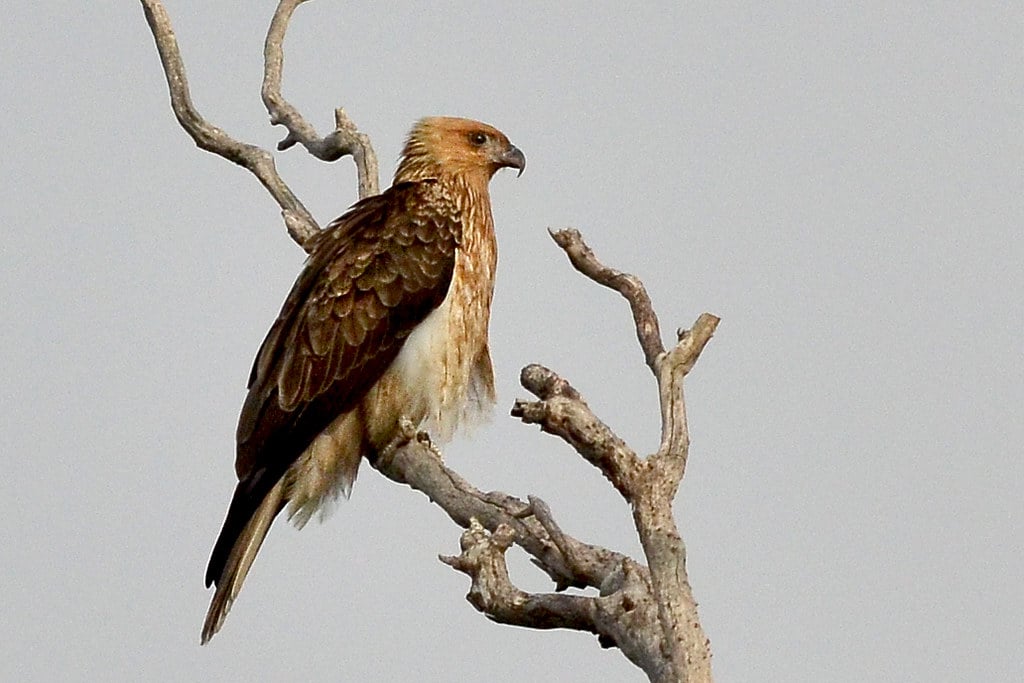 Whistling Kite