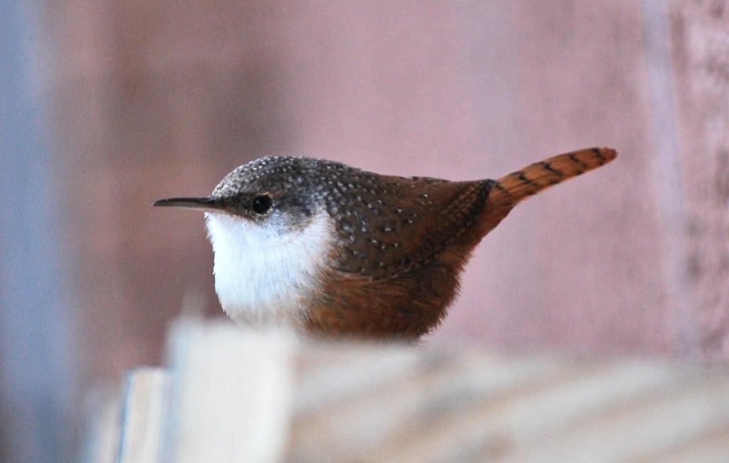 Wrens - What Birds Eat Mealworms