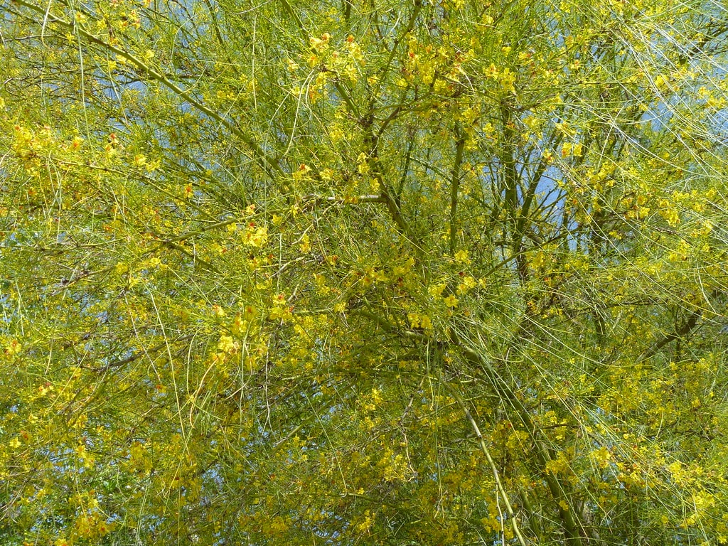 Yellow Palo Verde