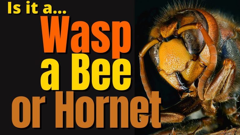 What Are the Differences Between Wasps, Bees, and Hornets?