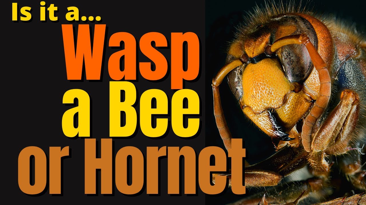 Differences Between Wasps, Bees, and Hornets