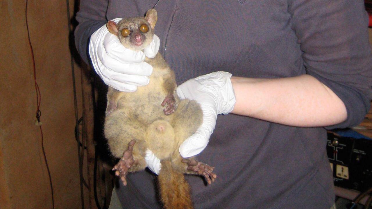 Northern Giant Mouse Lemur