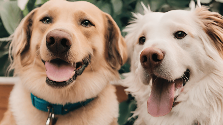 What Are the Pros and Cons of Having Two Dogs?