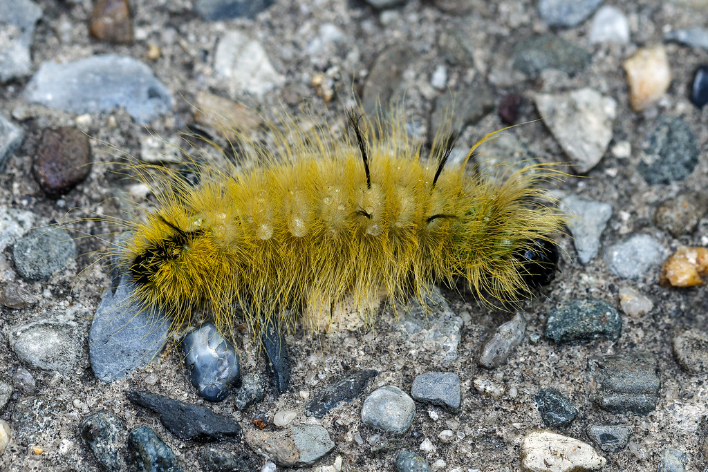 American Dagger Moth