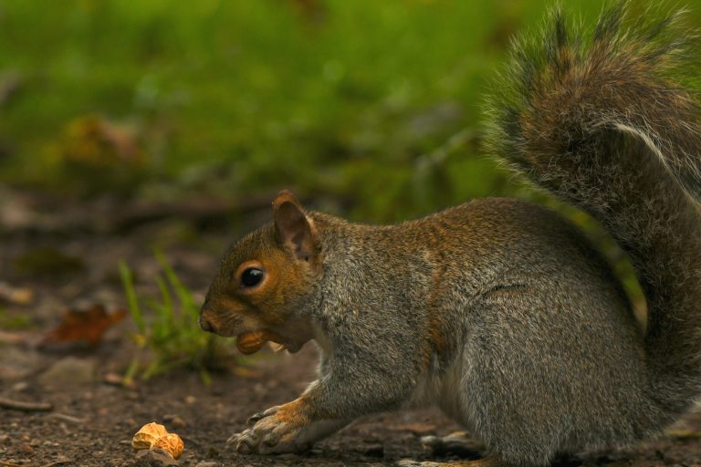 9 Animals That Eat Squirrels and Their Pictures