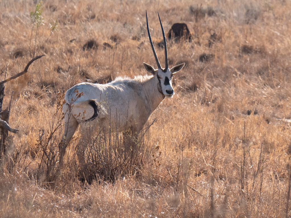 Arabian Oryx