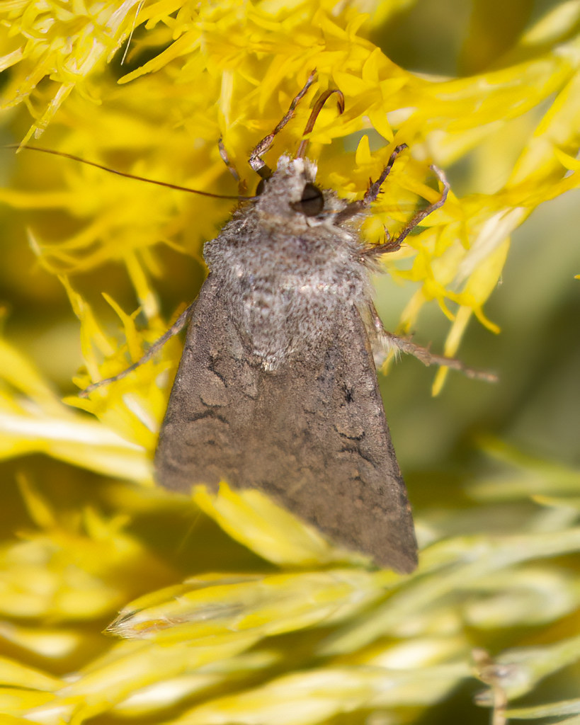 Army Cutworm Moth