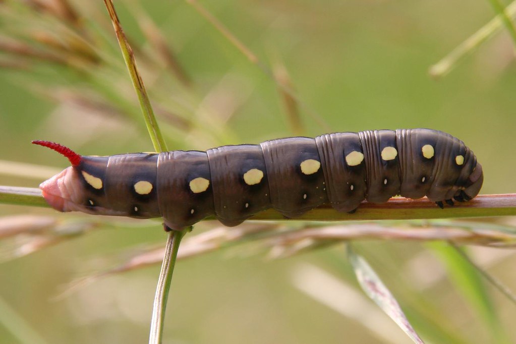 Bedstraw Hawk-Moth