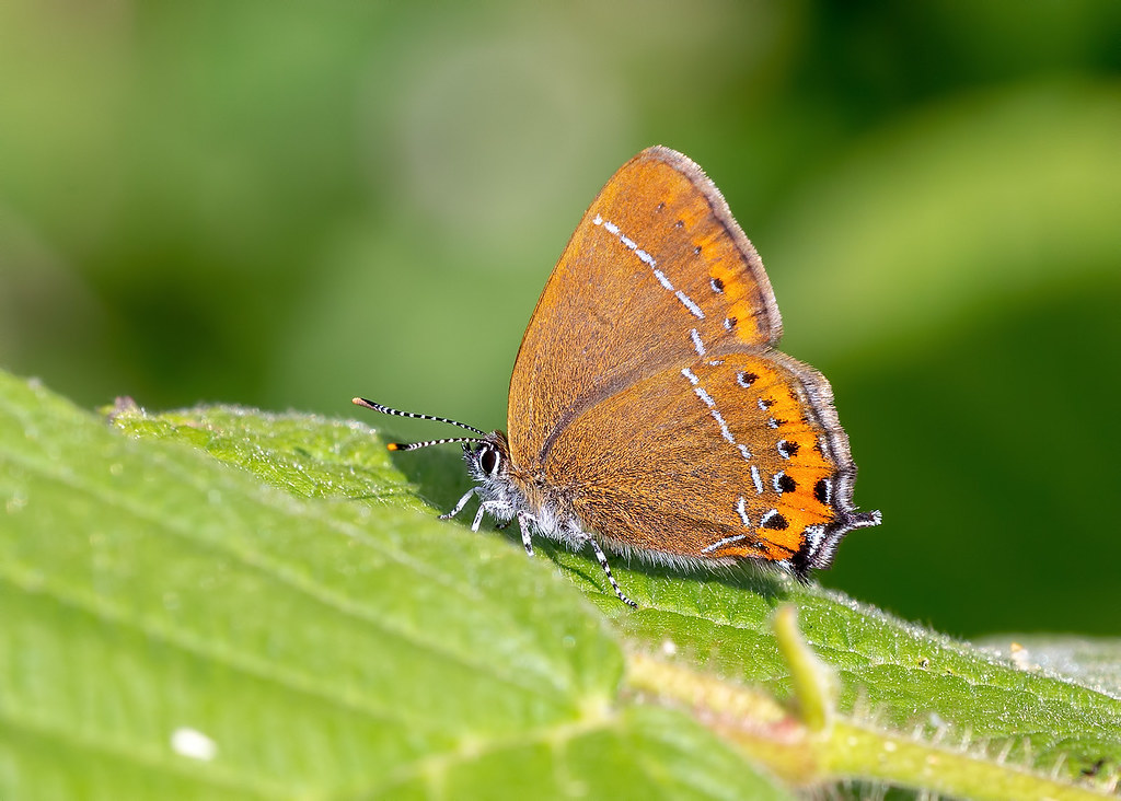 Black Hairstreak  Butterfly