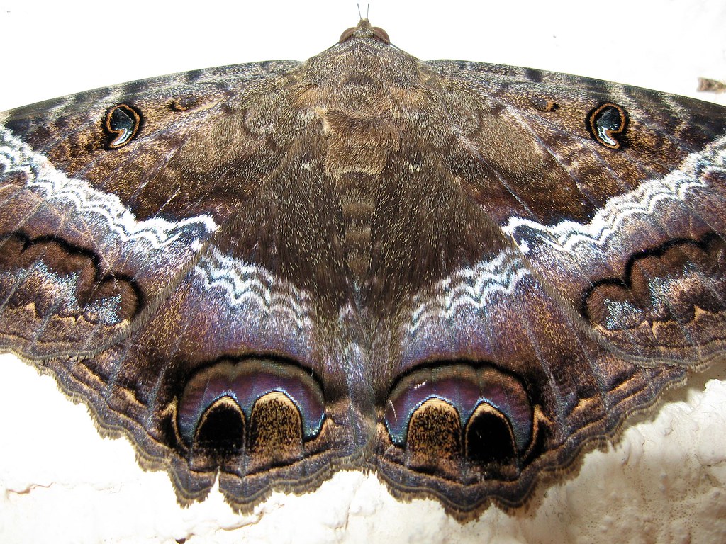 Black Witch Moth