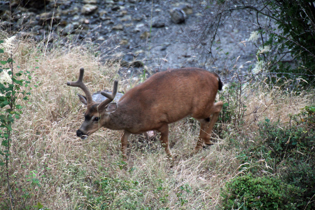 Blacktail Deer