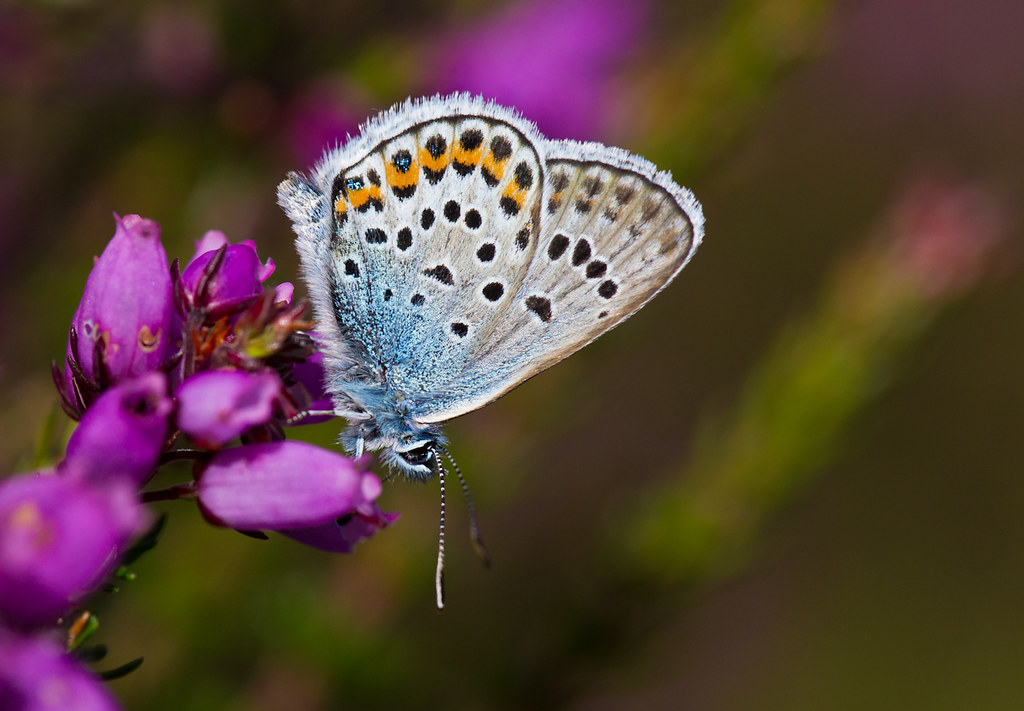 Blue with Silver Studs Butterfly