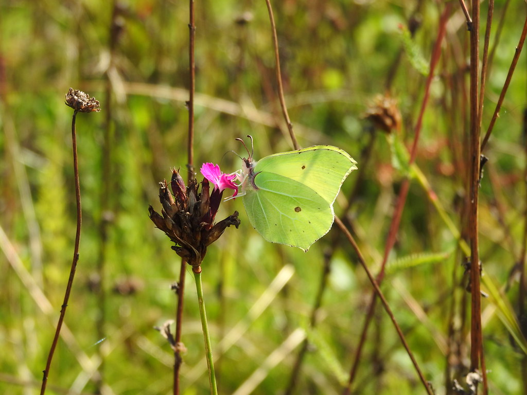 Brimstone Butterfly