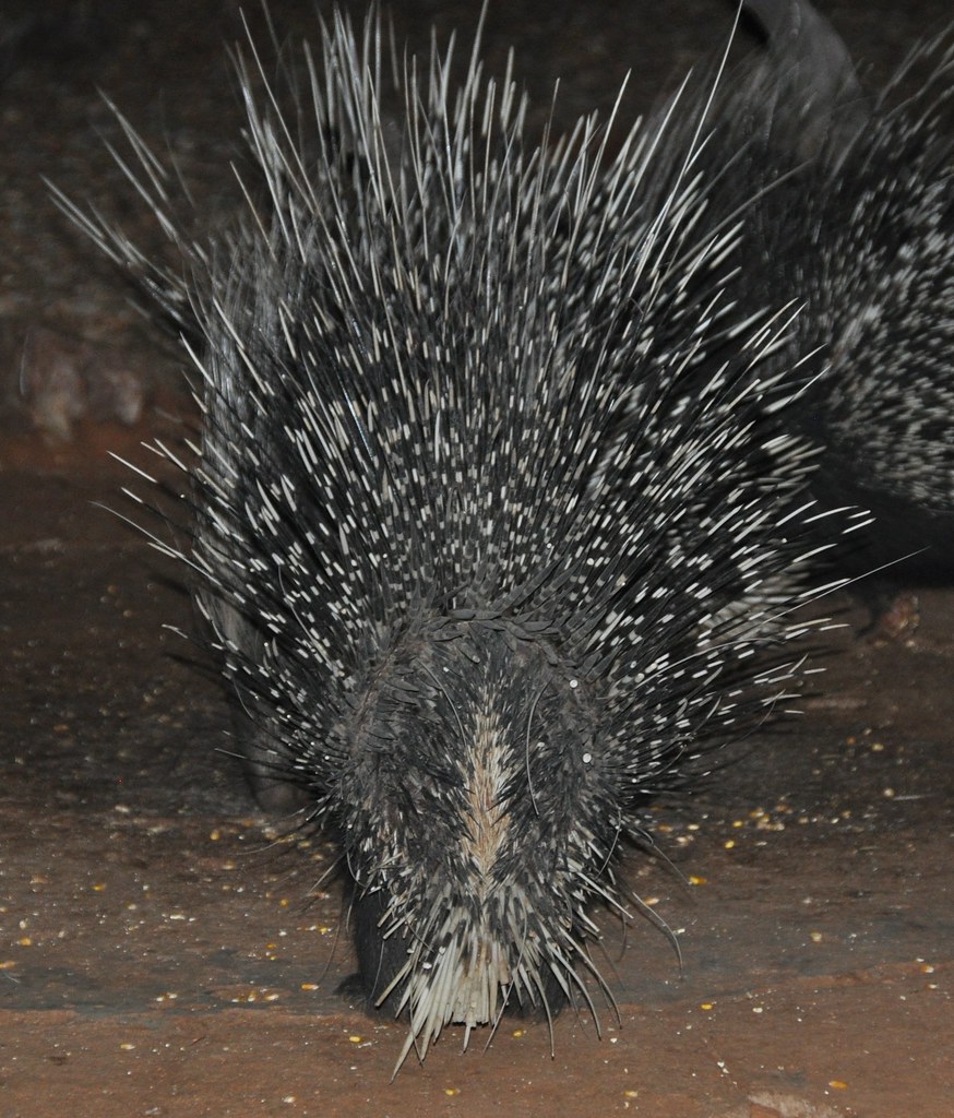 Cape Porcupine
